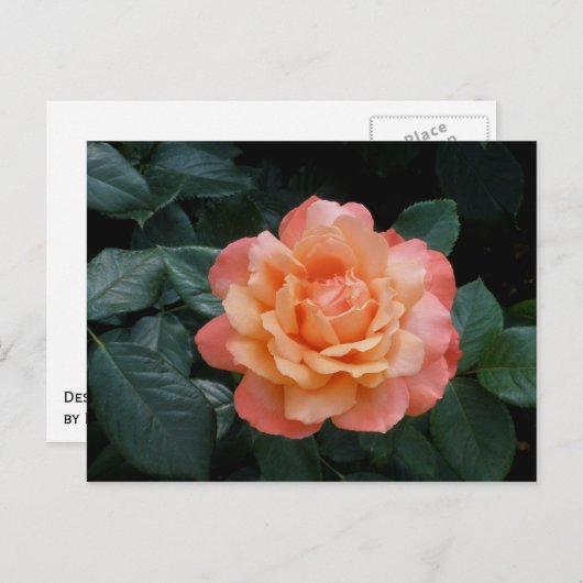 Harder van goud briefkaart (Voorkant / Achterkant)