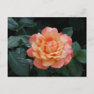 Harder van goud briefkaart