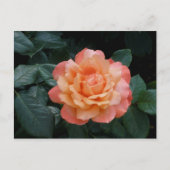 Harder van goud briefkaart (Voorkant)