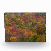 Hardhoutbos in Randolph County, West Virginia Fotoblokken (Voorkant)