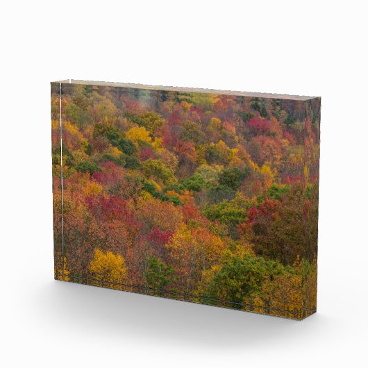 Hardhoutbos in Randolph County, West Virginia Fotoblokken (Rechts)