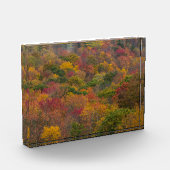 Hardhoutbos in Randolph County, West Virginia Fotoblokken (Links)