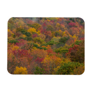 Hardhoutbos in Randolph County, West Virginia Magneet