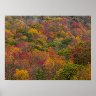 Hardhoutbos in Randolph County, West Virginia Poster