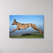 Hardlopen Brindled Lurcher Canvas Afdruk (Voorkant)
