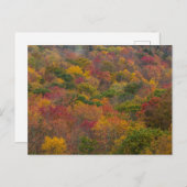 Hardwood Forest in Randolph County, West Virginia Briefkaart (Voorkant / Achterkant)
