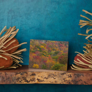 Hardwood Forest in Randolph County, West Virginia Fotoplaat