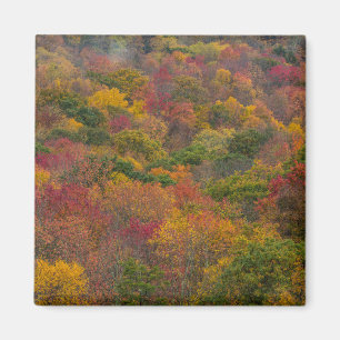 Hardwood Forest in Randolph County, West Virginia Magneet