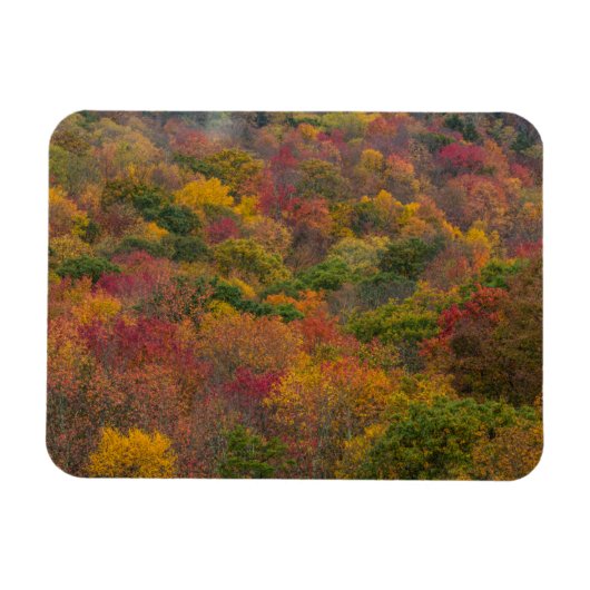 Hardwood Forest in Randolph County, West Virginia Magneet (Horizontaal)