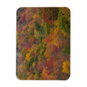 Hardwood Forest in Randolph County, West Virginia Magneet (Verticaal)