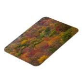 Hardwood Forest in Randolph County, West Virginia Magneet (Linkerzijde)