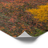 Hardwood Forest in Randolph County, West Virginia Poster (Hoek)