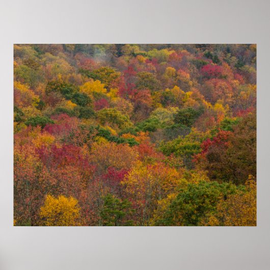 Hardwood Forest in Randolph County, West Virginia Poster (Voorkant)