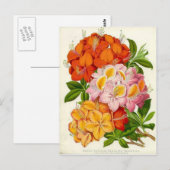 Hardy Azaleas door Sir Joseph Paxton Briefkaart (Voorkant / Achterkant)