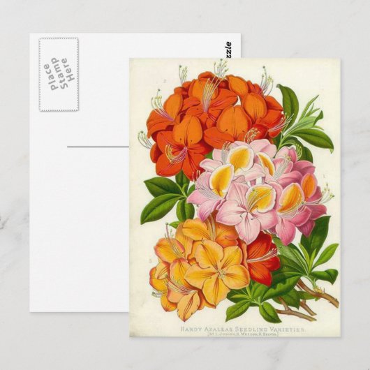 Hardy Azaleas door Sir Joseph Paxton Briefkaart (Voorkant / Achterkant)