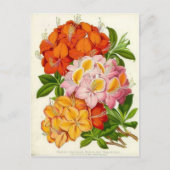 Hardy Azaleas door Sir Joseph Paxton Briefkaart (Voorkant)