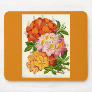 "Hardy Azaleas" door Sir Joseph Paxton Muismat