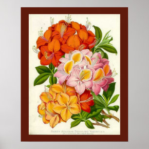 Hardy Azaleas door Sir Joseph Paxton Poster