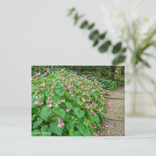 Hardy Begonia [Briefkaart] Briefkaart (Staand voorkant)