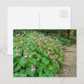 Hardy Begonia [Briefkaart] Briefkaart (Voorkant / Achterkant)