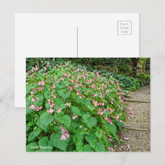Hardy Begonia [Briefkaart] Briefkaart (Voorkant / Achterkant)