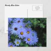 Hardy Blue Aster # 3 Briefkaart (Voorkant / Achterkant)