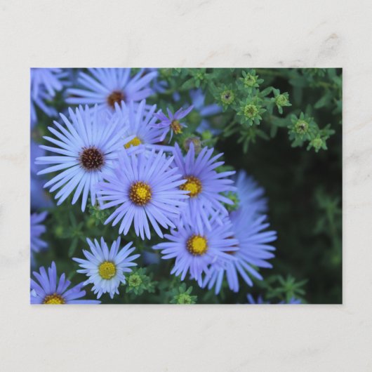 Hardy Blue Aster # 3 Briefkaart (Voorkant)