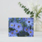 Hardy Blue Aster # 5 Briefkaart (Staand voorkant)
