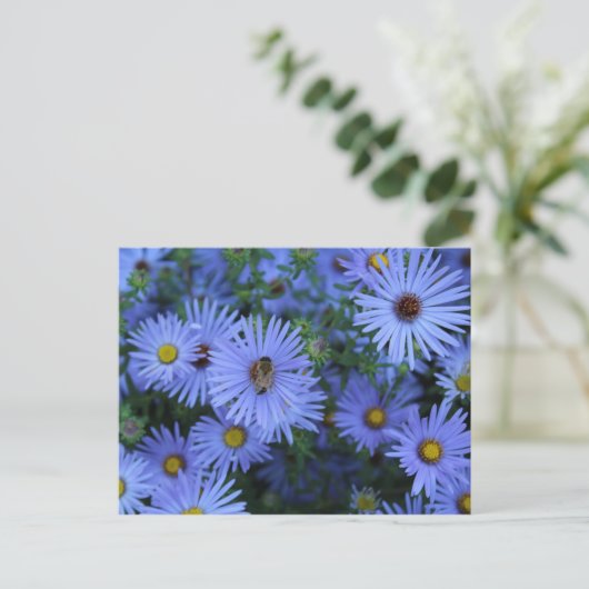 Hardy Blue Aster # 5 Briefkaart (Staand voorkant)