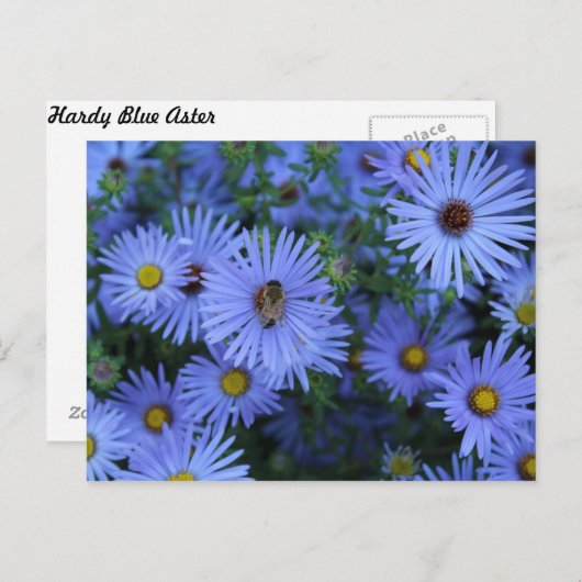 Hardy Blue Aster # 5 Briefkaart (Voorkant / Achterkant)