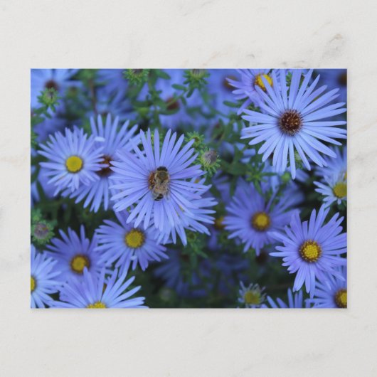 Hardy Blue Aster # 5 Briefkaart (Voorkant)