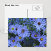 Hardy Blue Aster # 6 Briefkaart (Voorkant / Achterkant)