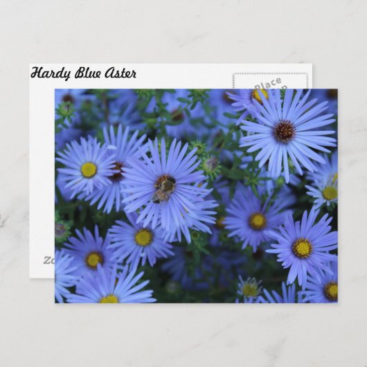 Hardy Blue Aster # 6 Briefkaart (Voorkant / Achterkant)