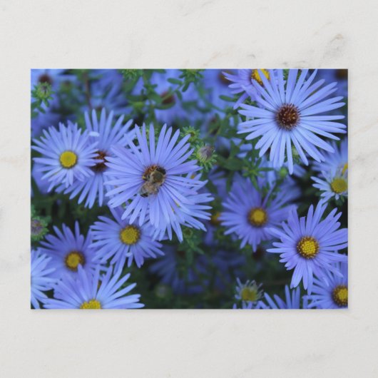 Hardy Blue Aster # 6 Briefkaart (Voorkant)