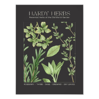 Hardy Kruiden Botanische Print Foto Afdruk