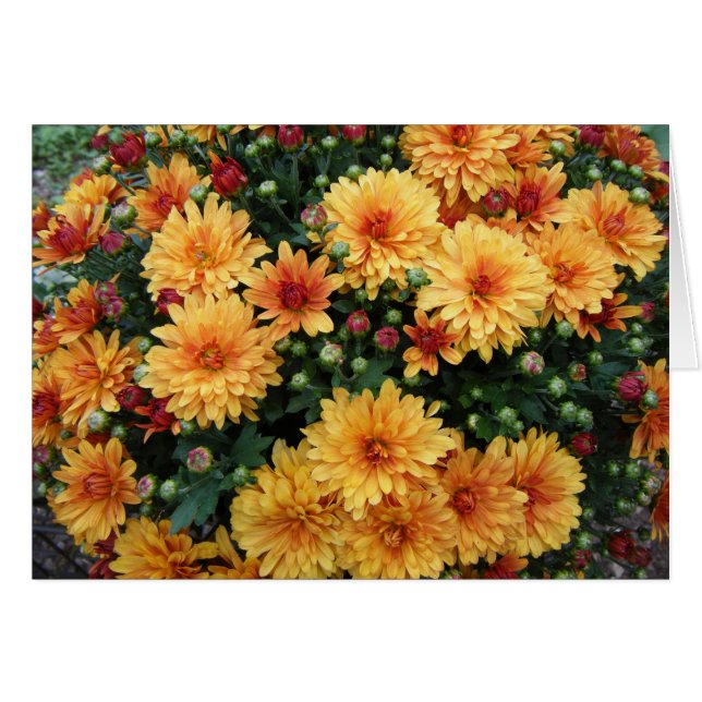 "Hardy Mums" (Voorkant Horizontaal)