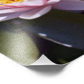 Hardy Water Lily Photo Print Foto Afdruk (Hoek)