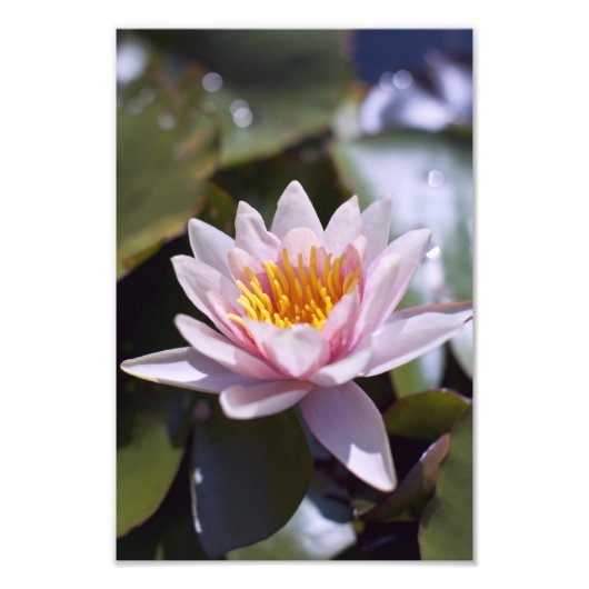 Hardy Water Lily Photo Print Foto Afdruk (Voorkant)