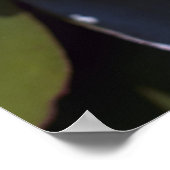 Hardy Water Lily Poster (Hoek)