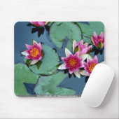 Hardy water lily, red, Nymphaea laydekeri Muismat (Met muis)