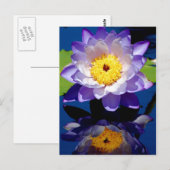 Hardy Waterlily Briefkaart (Voorkant / Achterkant)