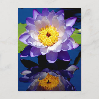Hardy Waterlily Briefkaart