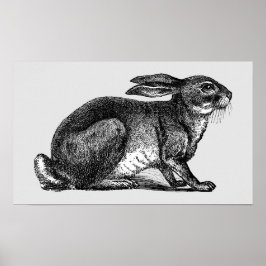 Hare - Archivering afdrukken Poster