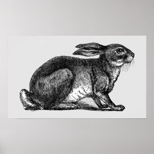 Hare - Archivering afdrukken Poster