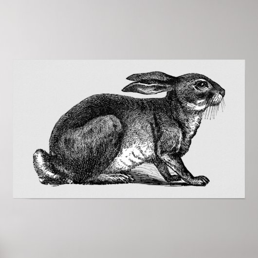 Hare - Archivering afdrukken Poster (Voorkant)