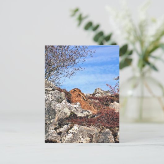 HARE BRIEFKAART (Staand voorkant)