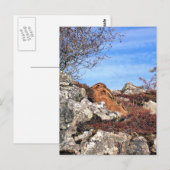 HARE BRIEFKAART (Voorkant / Achterkant)