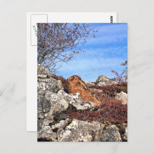 HARE BRIEFKAART (Voorkant / Achterkant)