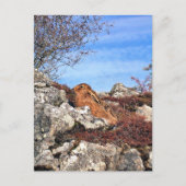 HARE BRIEFKAART (Voorkant)