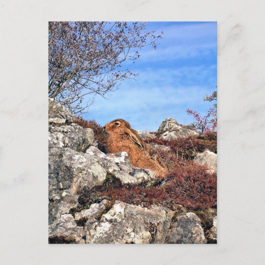 HARE BRIEFKAART (Voorkant)